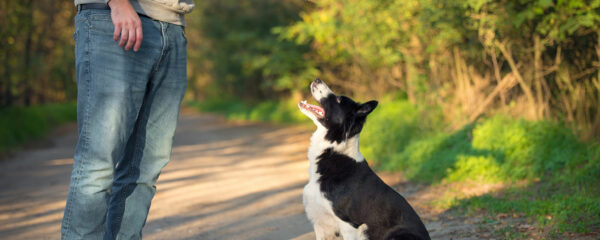 éducation canine